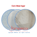 Corn Meal Agar | کورن میل آگار ایبرسکو