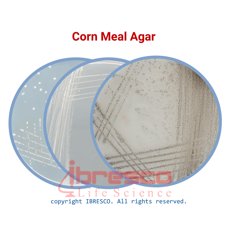 Corn-meal-768x768