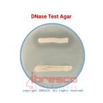 DNase test agar | دی ان ایز تست آگار ایبرسکو