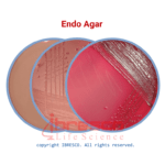 ENDO Agar | اندو آگار ایبرسکو