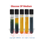 Glucose OF Medium | گلوکز اُ اِف مدیوم ایبرسکو