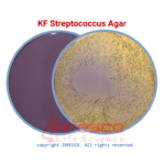 KF Streptococcus Agar | کا اف استرپتوکوکوس آگار ایبرسکو