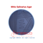 Mitis Salivarius Agar | میتیس سالیواریوس آگار ایبرسکو