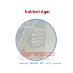 Nutrient Agar | نوترینت آگار ایبرسکو