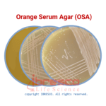 Orange Serum Agar (OSA) | آگار داری سرم پرتقال ایبرسکو