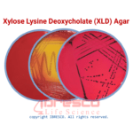 Xylose Lysine Deoxycholate (XLD) Agar | ایکس ال دی آگار ایبرسکو