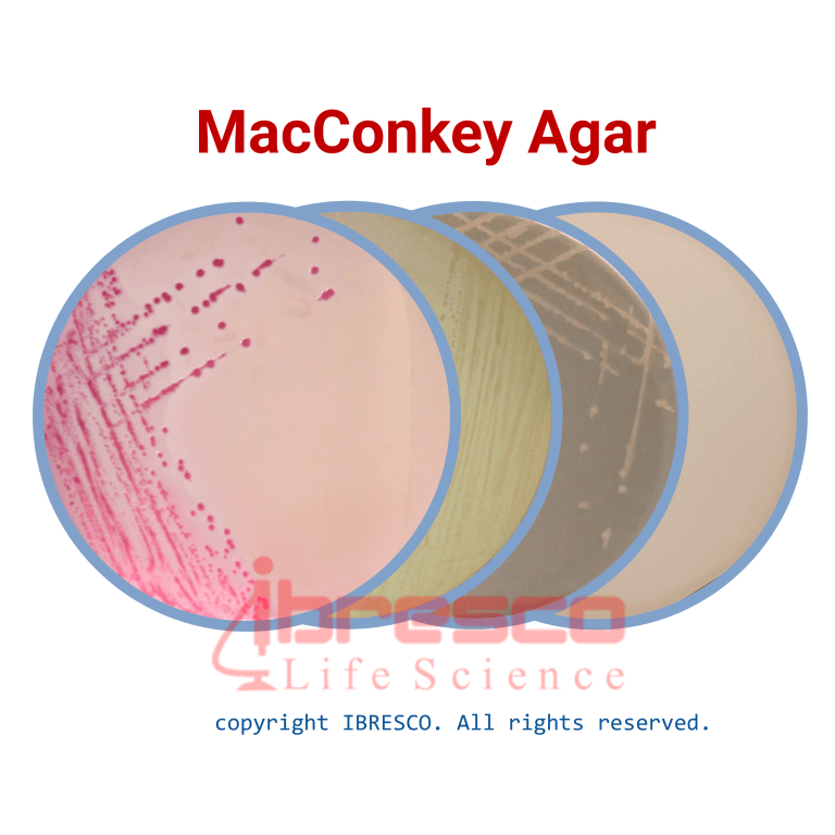mac-Agar-768x768
